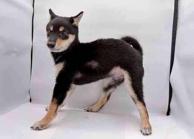 島根県の柴犬(標準サイズ) (ひごペットフレンドリーイオン松江ショッピングセンター店/2025年7月14日生まれ/男の子/黒)の子犬の2枚目の画像