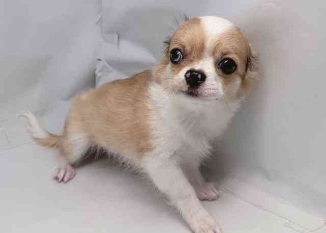 鳥取県のチワワ(ロング) (ひごペットフレンドリーイオンモール鳥取北店/2025年7月13日生まれ/女の子/フォーンマールホワイト)の子犬の2枚目の画像