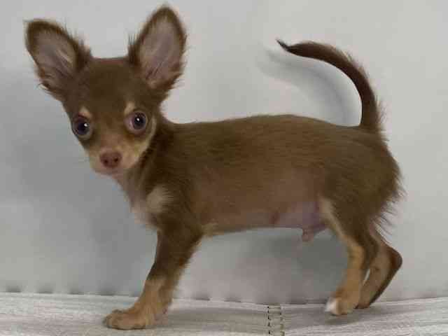 島根県のチワワ(ロング) (ひごペットフレンドリーイオンモール出雲店/2025年7月10日生まれ/男の子/チョコレートタン)の子犬の2枚目の画像