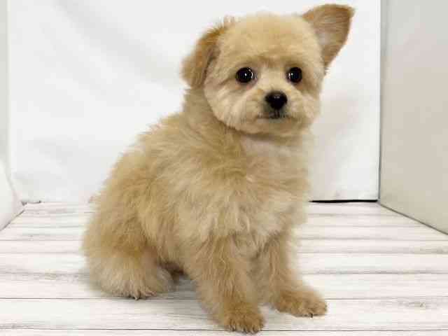 和歌山県のチワプー/プーチー(チワワ×プードル) (ひごペットフレンドリーパームシティ和歌山店/2025年7月14日生まれ/男の子/アプリコット)の子犬の2枚目の画像