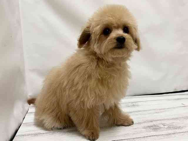 和歌山県のチワプー/プーチー(チワワ×プードル) (ひごペットフレンドリーパームシティ和歌山店/2025年7月14日生まれ/男の子/アプリコット)の子犬の2枚目の画像