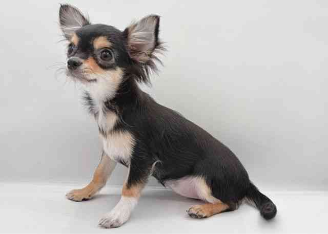 島根県のチワワ(ロング) (ひごペットフレンドリーイオン松江ショッピングセンター店/2025年7月13日生まれ/女の子/ブラックタン)の子犬の2枚目の画像