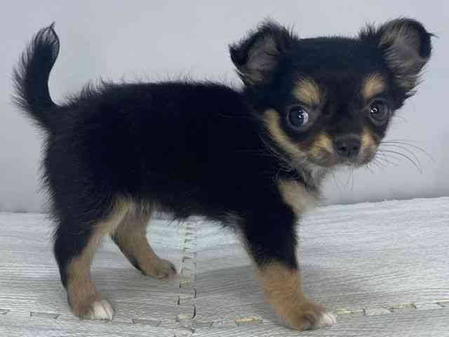 島根県のチワワ(ロング) (ひごペットフレンドリーイオンモール出雲店/2025年7月13日生まれ/女の子/ブラックタン)の子犬の2枚目の画像