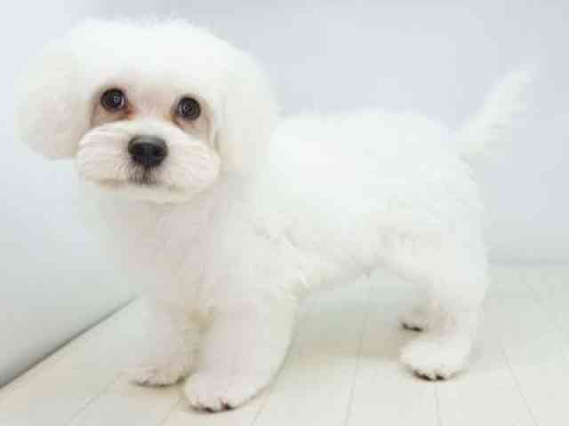 福岡県のハーフ犬・ミックス犬 (ひごペットフレンドリーゆめタウン筑紫野店/2025年7月14日生まれ/男の子/ホワイト)の子犬の2枚目の画像