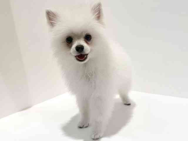 大阪府のポメラニアン (ひごペットフレンドリーイオン高槻店/2025年7月10日生まれ/女の子/ホワイト)の子犬の2枚目の画像