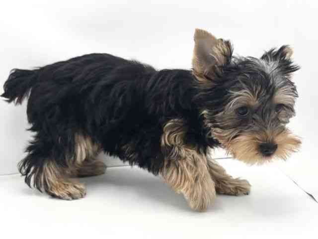 兵庫県のヨークシャーテリア (ひごペットフレンドリークラウンパーク伊丹店/2025年7月14日生まれ/女の子/スチールブルータン)の子犬の2枚目の画像