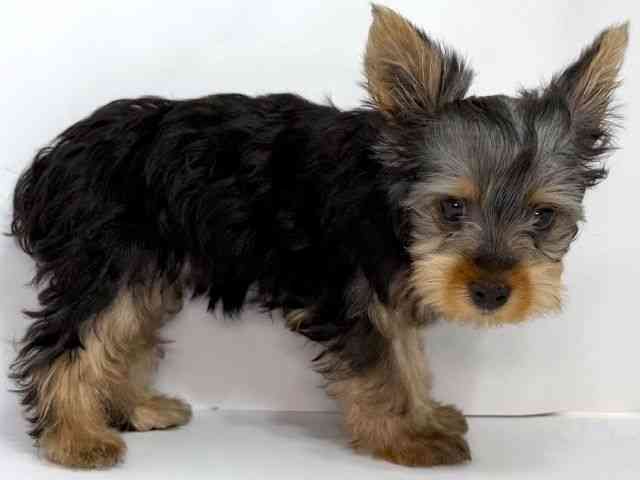 大阪府のヨークシャーテリア (ひごペットフレンドリーイオンそよら海老江店/2025年7月15日生まれ/女の子/スチールブルータン)の子犬の2枚目の画像