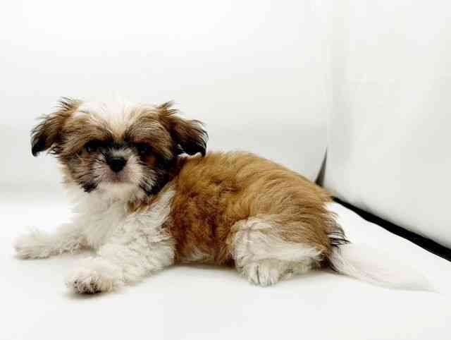 兵庫県のチワズー/チワシーズ(チワワ×シーズー) (ひごペットフレンドリーコロワ甲子園店/2025年7月14日生まれ/男の子/ゴールドホワイト)の子犬の2枚目の画像