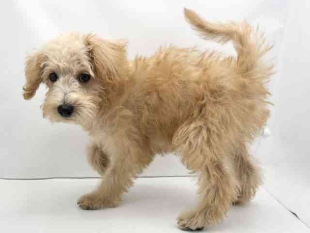 兵庫県のハーフ犬・ミックス犬 (ひごペットフレンドリークラウンパーク伊丹店/2025年7月12日生まれ/女の子/アプリコット)の子犬の2枚目の画像