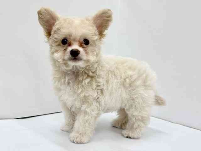 大阪府のチワプー/プーチー(チワワ×プードル) (ひごペットフレンドリーイオンタウン茨木太田店/2025年7月14日生まれ/男の子/クリーム)の子犬の2枚目の画像