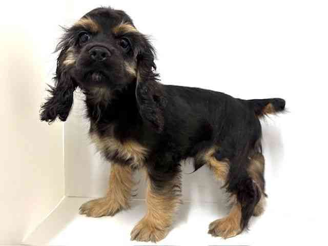 大阪府のアメリカンコッカースパニエル (ひごペットフレンドリーベルファⅡ都島店/2025年7月12日生まれ/男の子/ブラックタン)の子犬の2枚目の画像