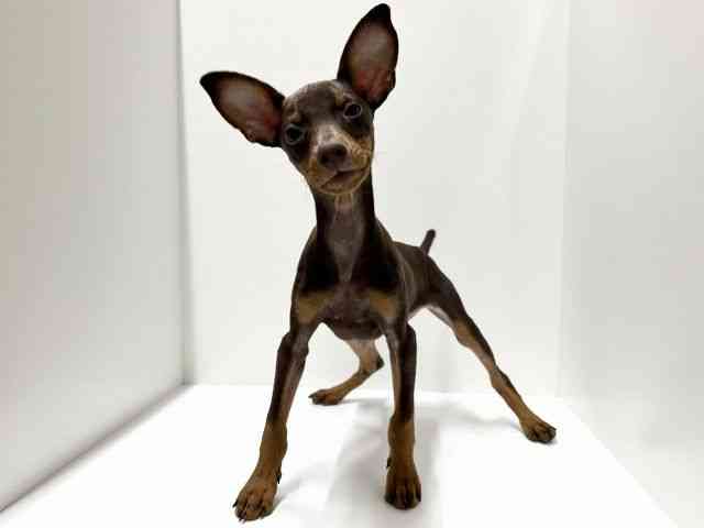 愛知県のミニチュアピンシャー (ひごペットフレンドリーららぽーと名古屋みなとアクルス店/2025年7月11日生まれ/男の子/チョコレートタン)の子犬の2枚目の画像