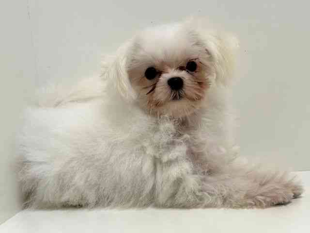 奈良県のマルチーズ (ひごペットフレンドリーイオンモール橿原ウエスト・ビレッジ店/2025年7月15日生まれ/男の子/ホワイト)の子犬の2枚目の画像