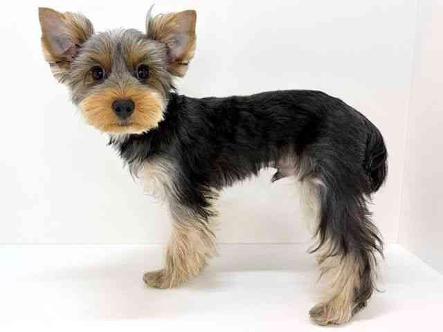 大阪府のヨークシャーテリア (ひごペットフレンドリーいこらもーる泉佐野店/2025年7月14日生まれ/男の子/スチールブルータン)の子犬の2枚目の画像