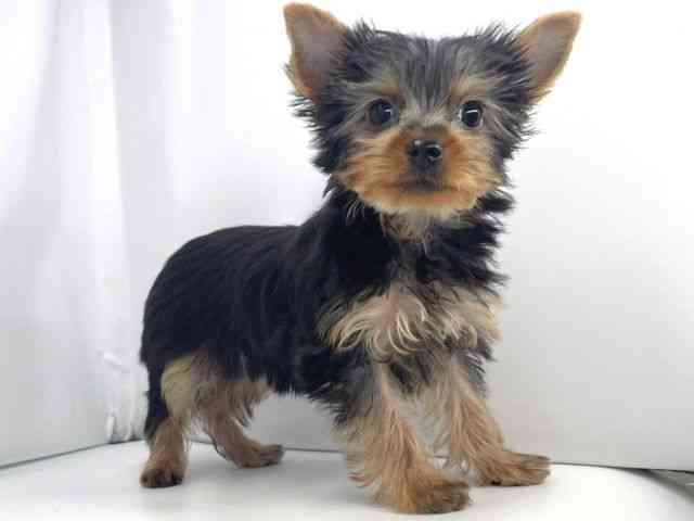 兵庫県のヨークシャーテリア (ひごペットフレンドリーイオンタウン加古川店/2025年7月14日生まれ/男の子/スチールブルータン)の子犬の2枚目の画像