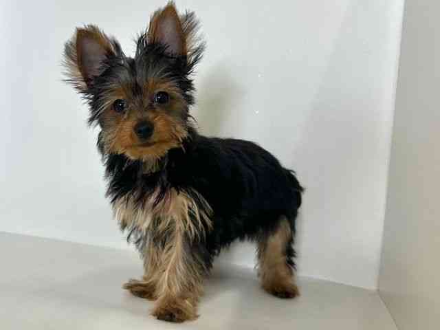 大阪府のヨークシャーテリア (ひごペットフレンドリーアクロスプラザ住之江店/2025年7月14日生まれ/男の子/スチールブルータン)の子犬の2枚目の画像