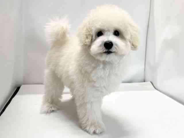 愛媛県のトイプードル(トイ) (ひごペットフレンドリーイオンモール今治新都市店/2025年7月13日生まれ/男の子/ホワイト)の子犬の2枚目の画像