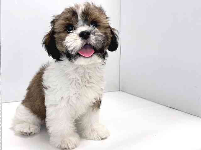 奈良県のハーフ犬・ミックス犬 (ひごペットフレンドリー奈良パワーシティ店/2025年7月16日生まれ/男の子/ゴールドホワイト)の子犬の2枚目の画像