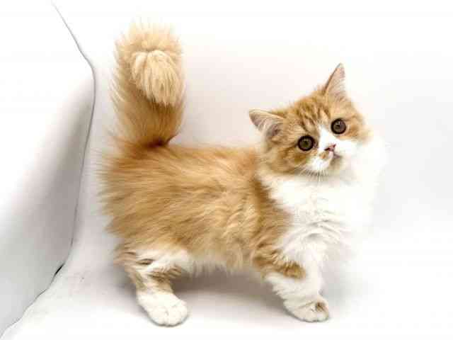 大阪府のミヌエット (ひごペットフレンドリーみのおキューズモール店/2025年7月12日生まれ/女の子/レッドタビーホワイト)の子猫の2枚目の画像