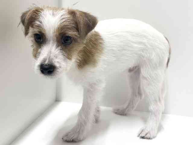 愛知県のジャックラッセルテリア (ひごペットフレンドリーららぽーと名古屋みなとアクルス店/2025年7月16日生まれ/男の子/ホワイトタン)の子犬の2枚目の画像