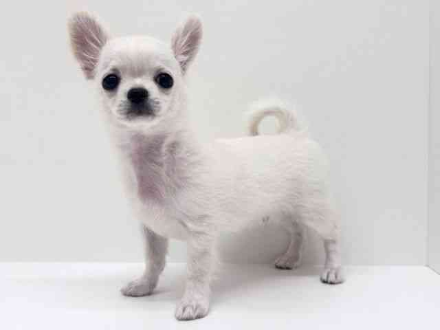 兵庫県のチワワ(ロング) (ひごペットフレンドリーブルメールHAT神戸店/2025年7月15日生まれ/男の子/クリーム)の子犬の2枚目の画像