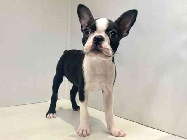 大阪府のボストンテリア (ひごペットフレンドリーセブンパーク天美店/2025年7月14日生まれ/女の子/ボストンカラー)の子犬の2枚目の画像
