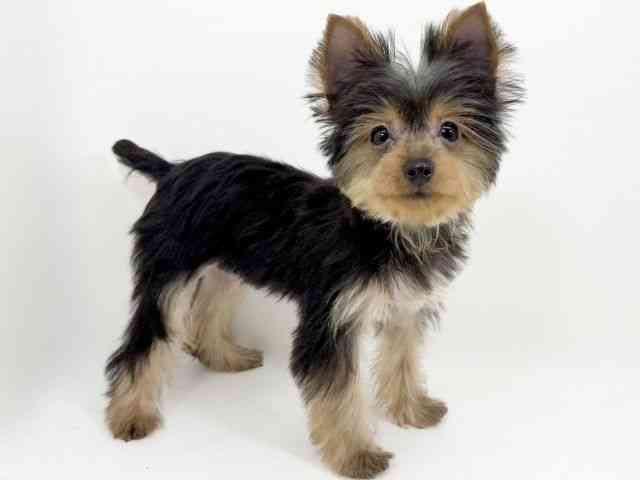 京都府のヨークシャーテリア (ひごペットフレンドリーイズミヤショッピングセンター八幡店/2025年7月14日生まれ/女の子/スチールブルータン)の子犬の2枚目の画像