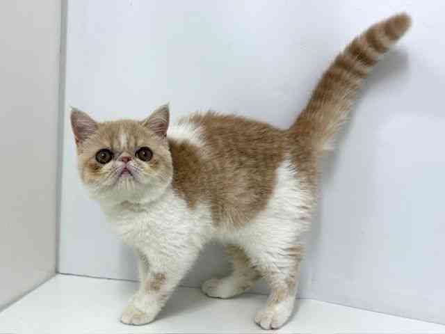 大阪府のエキゾチック (ひごペットフレンドリーベルファⅡ都島店/2025年7月15日生まれ/女の子/クリームタビーホワイト)の子猫の2枚目の画像