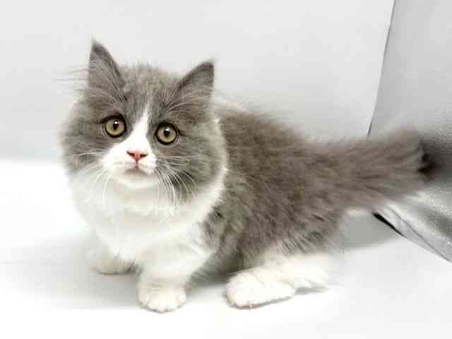 大阪府のマンチカン (ひごペットフレンドリーイオンタウン豊中庄内店/2025年7月17日生まれ/女の子/ブルータビーホワイト)の子猫の2枚目の画像