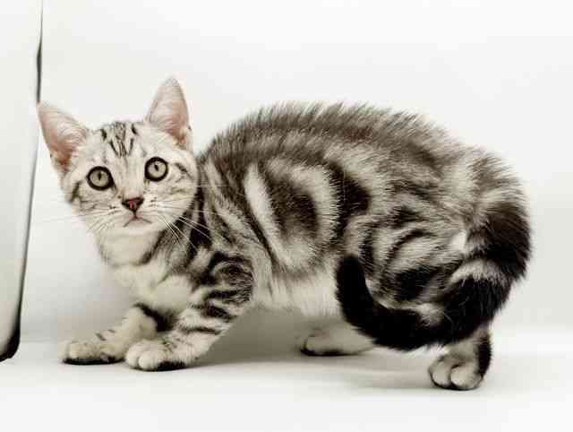 兵庫県のアメリカンショートヘアー (ひごペットフレンドリーコロワ甲子園店/2025年7月10日生まれ/女の子/シルバータビー)の子猫の2枚目の画像