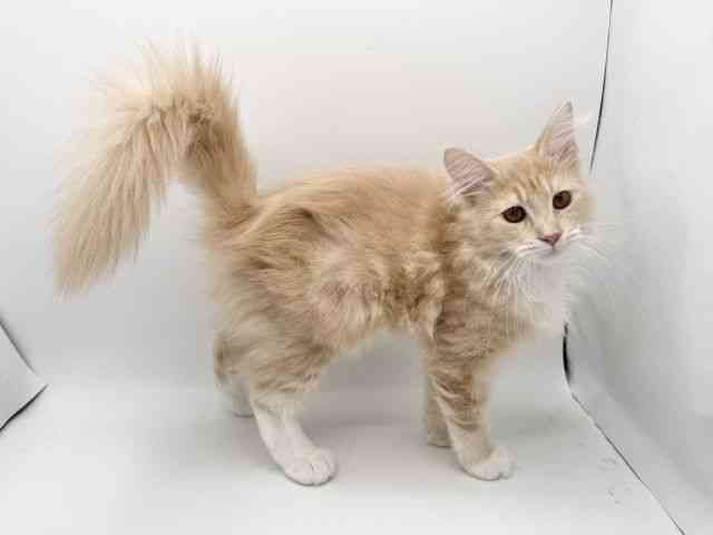 大阪府のメインクーン (ひごペットフレンドリーみのおキューズモール店/2025年7月15日生まれ/女の子/クリームタビーホワイト)の子猫の2枚目の画像