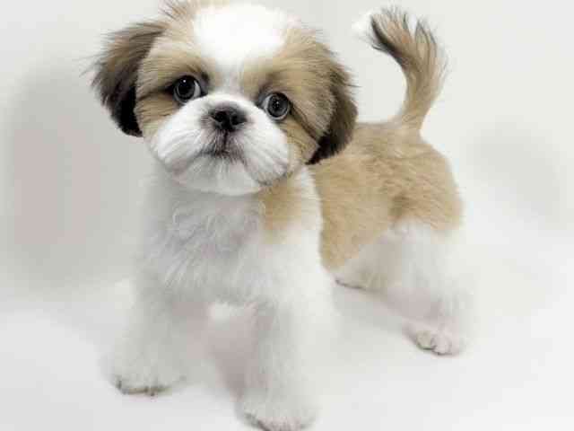 京都府のシーズー (ひごペットフレンドリーイズミヤショッピングセンター八幡店/2025年7月19日生まれ/男の子/ホワイトゴールド)の子犬の2枚目の画像