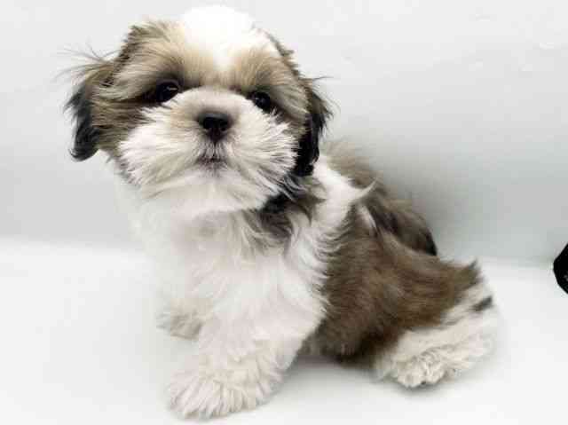 奈良県のシーズー (ひごペットフレンドリートナリエ大和高田店/2025年7月19日生まれ/男の子/ホワイトゴールド)の子犬の2枚目の画像