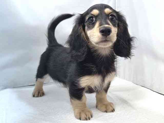 大阪府のミニチュアダックスフンド(ロング) (ひごペットフレンドリー堺プラットプラット店/2025年7月19日生まれ/男の子/ブラックイエロー)の子犬の2枚目の画像