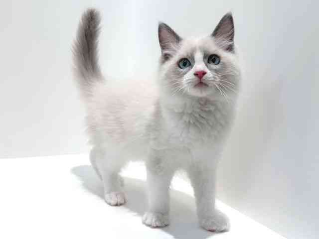 大阪府のラグドール (ひごペットフレンドリーイオン高槻店/2025年7月19日生まれ/男の子/ブルーポイントバイカラー)の子猫の2枚目の画像