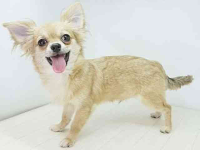 福岡県のチワワ(ロング) (ひごペットフレンドリーゆめタウン筑紫野店/2025年7月19日生まれ/男の子/フォーン)の子犬の2枚目の画像