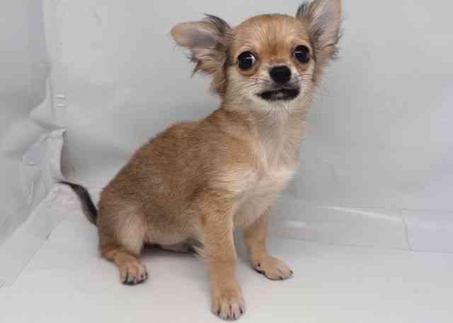 鳥取県のチワワ(ロング) (ひごペットフレンドリーイオンモール鳥取北店/2025年7月19日生まれ/男の子/フォーン)の子犬の2枚目の画像