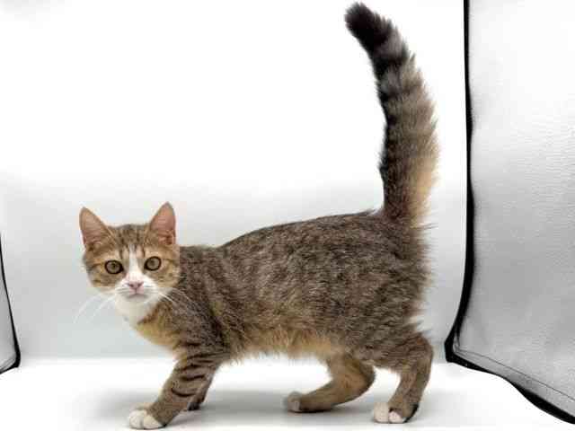 愛知県のミヌエット (ひごペットフレンドリープライムツリー赤池店/2025年7月13日生まれ/男の子/ブラウンタビー)の子猫の2枚目の画像