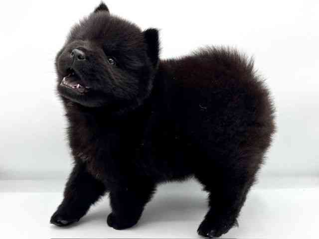 大阪府のチャウチャウ (ひごペットフレンドリーららぽーとEXPOCITY店/2025年7月19日生まれ/男の子/ブラック)の子犬の2枚目の画像