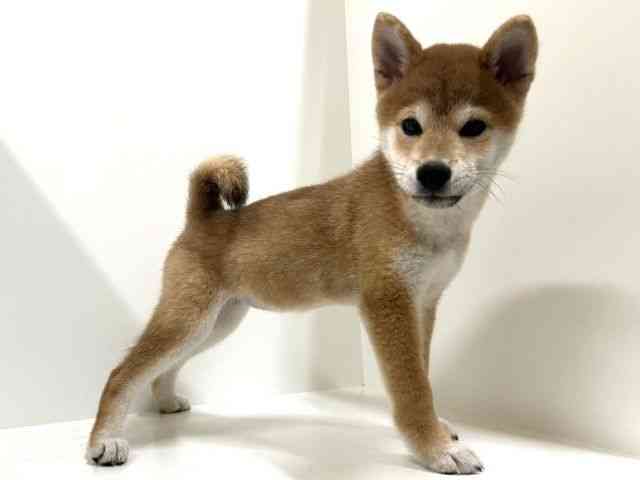 奈良県の柴犬(標準サイズ) (ひごペットフレンドリーイオンモール橿原ウエスト・ビレッジ店/2025年7月19日生まれ/女の子/赤)の子犬の2枚目の画像