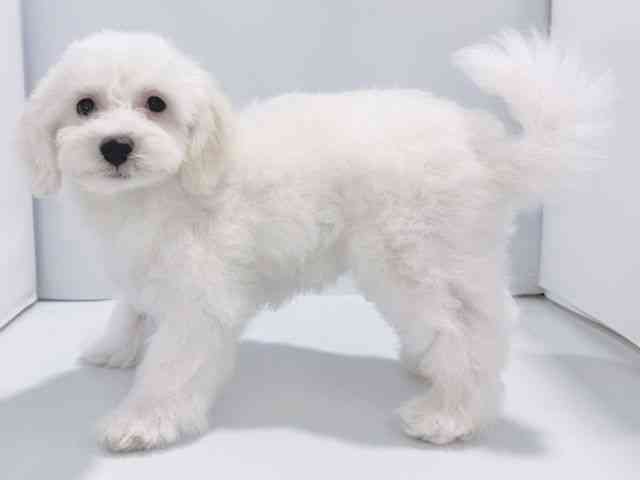 大阪府のビションフリーゼ (ひごペットフレンドリーイズミヤショッピングセンター千里丘店/2025年7月19日生まれ/男の子/ホワイト)の子犬の2枚目の画像