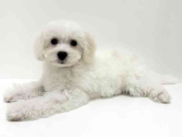 大阪府のビションフリーゼ (ひごペットフレンドリーイズミヤショッピングセンター千里丘店/2025年7月19日生まれ/男の子/ホワイト)の子犬の2枚目の画像