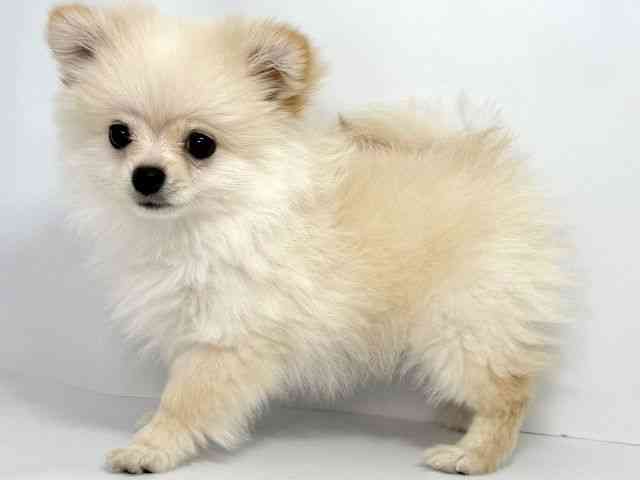 大阪府のポメチワ/チワポメ/ポメチー(ポメラニアン×チワワ) (ひごペットフレンドリーイオンそよら海老江店/2025年7月19日生まれ/男の子/クリーム)の子犬の2枚目の画像