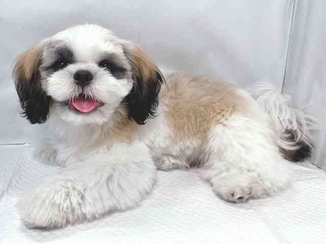 大阪府のシーズー (ひごペットフレンドリー堺プラットプラット店/2025年7月19日生まれ/男の子/ゴールドホワイト)の子犬の2枚目の画像