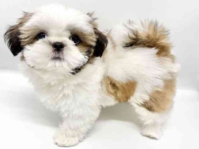 大阪府のシーズー (ひごペットフレンドリーイオンタウン豊中庄内店/2025年7月19日生まれ/女の子/ゴールドホワイト)の子犬の2枚目の画像