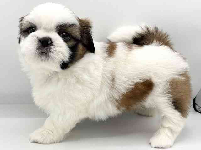 大阪府のシーズー (ひごペットフレンドリーイオンタウン豊中庄内店/2025年7月19日生まれ/女の子/ゴールドホワイト)の子犬の2枚目の画像