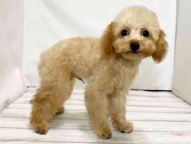 和歌山県のトイプードル(トイ) (ひごペットフレンドリーパームシティ和歌山店/2025年7月20日生まれ/男の子/レッド)の子犬の2枚目の画像