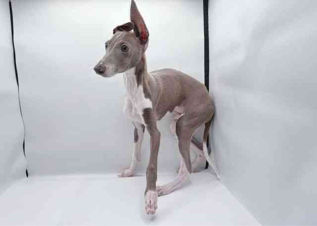 島根県のイタリアングレーハウンド (ひごペットフレンドリーイオン松江ショッピングセンター店/2025年7月16日生まれ/男の子/ブルーホワイト)の子犬の2枚目の画像