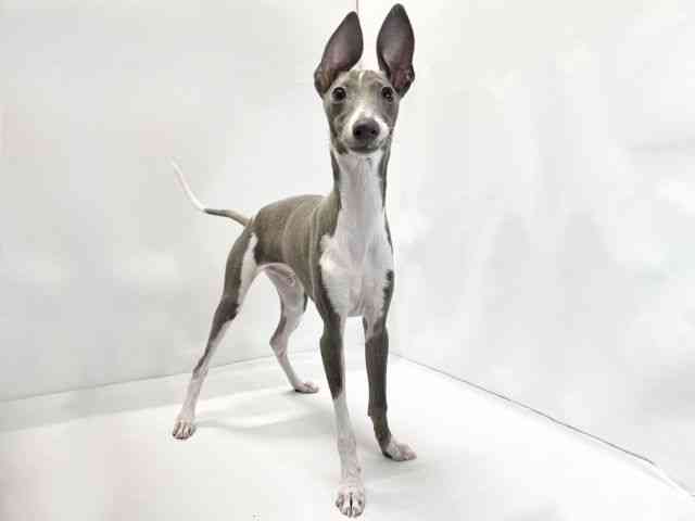 愛媛県のイタリアングレーハウンド (ひごペットフレンドリーイオンモール今治新都市店/2025年7月16日生まれ/男の子/ブルーホワイト)の子犬の2枚目の画像