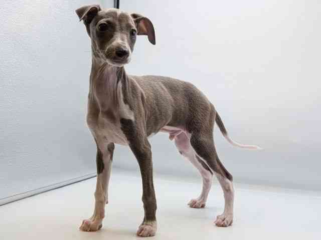 香川県のイタリアングレーハウンド (ひごペットフレンドリーゆめタウン高松店/2025年7月16日生まれ/男の子/ブルーホワイト)の子犬の2枚目の画像